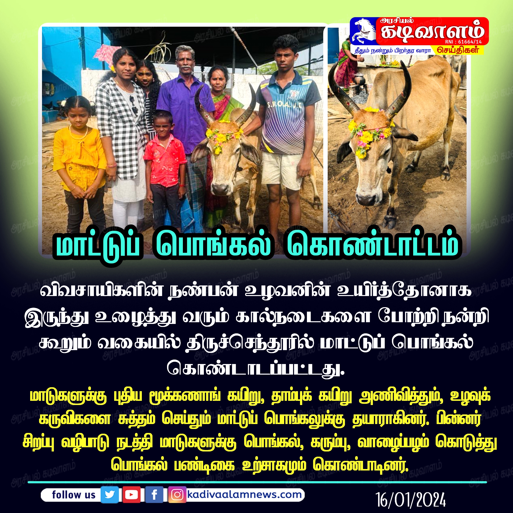 திருச்செந்தூர் மாட்டுப்பொங்கல் கொண்டாட்டம் திருச்செந்தூர் மாட்டுப்பொங்கல் கொண்டாட்டம்