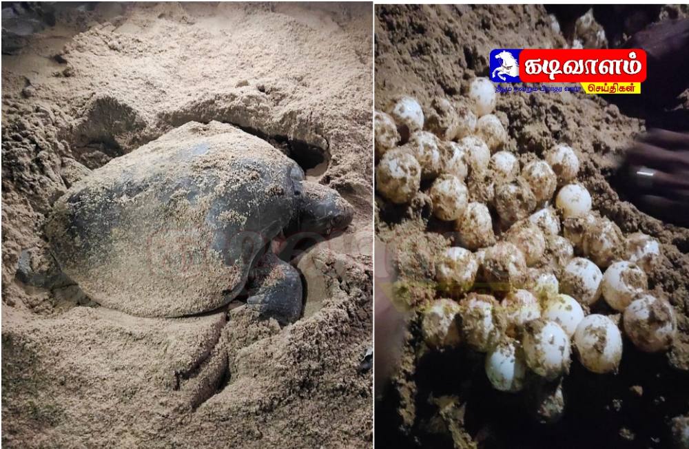 திருச்செந்தூர் கடற்கரையில் பக்தர்கள் நடுவில் 99 முட்டையிட்ட பெண் ஆமை – வியப்பில் பக்தர்கள் திருச்செந்தூர் கடற்கரையில் பக்தர்கள் நடுவில் 99 முட்டையிட்ட பெண் ஆமை – வியப்பில் பக்தர்கள்